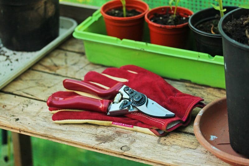 best-secateurs-buying-guide