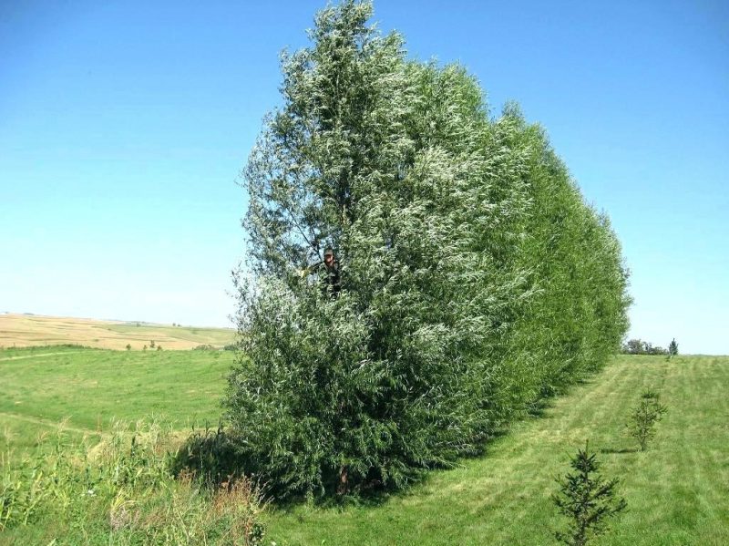 hybrid-willow
